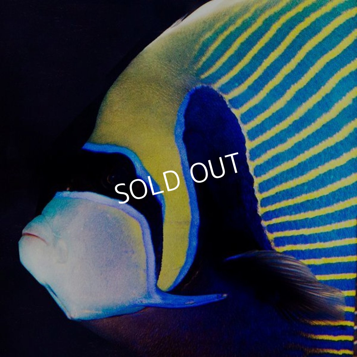 画像2: タテジマキンチャクダイ　　　八重山産  (2)