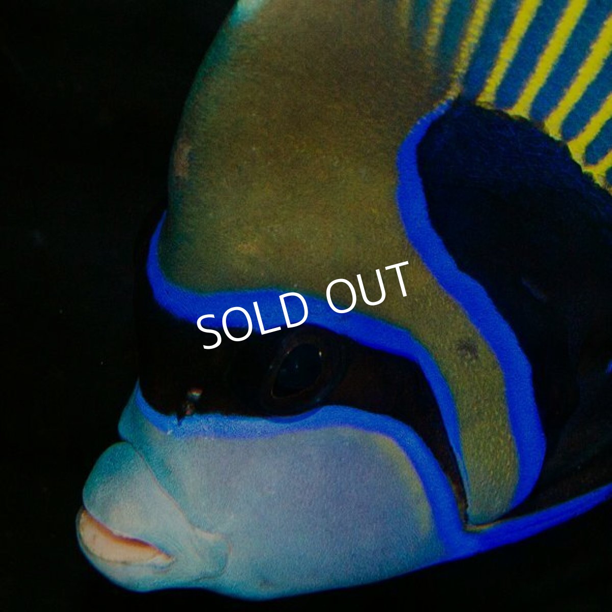 画像2: タテジマキンチャクダイ　　　 (2)