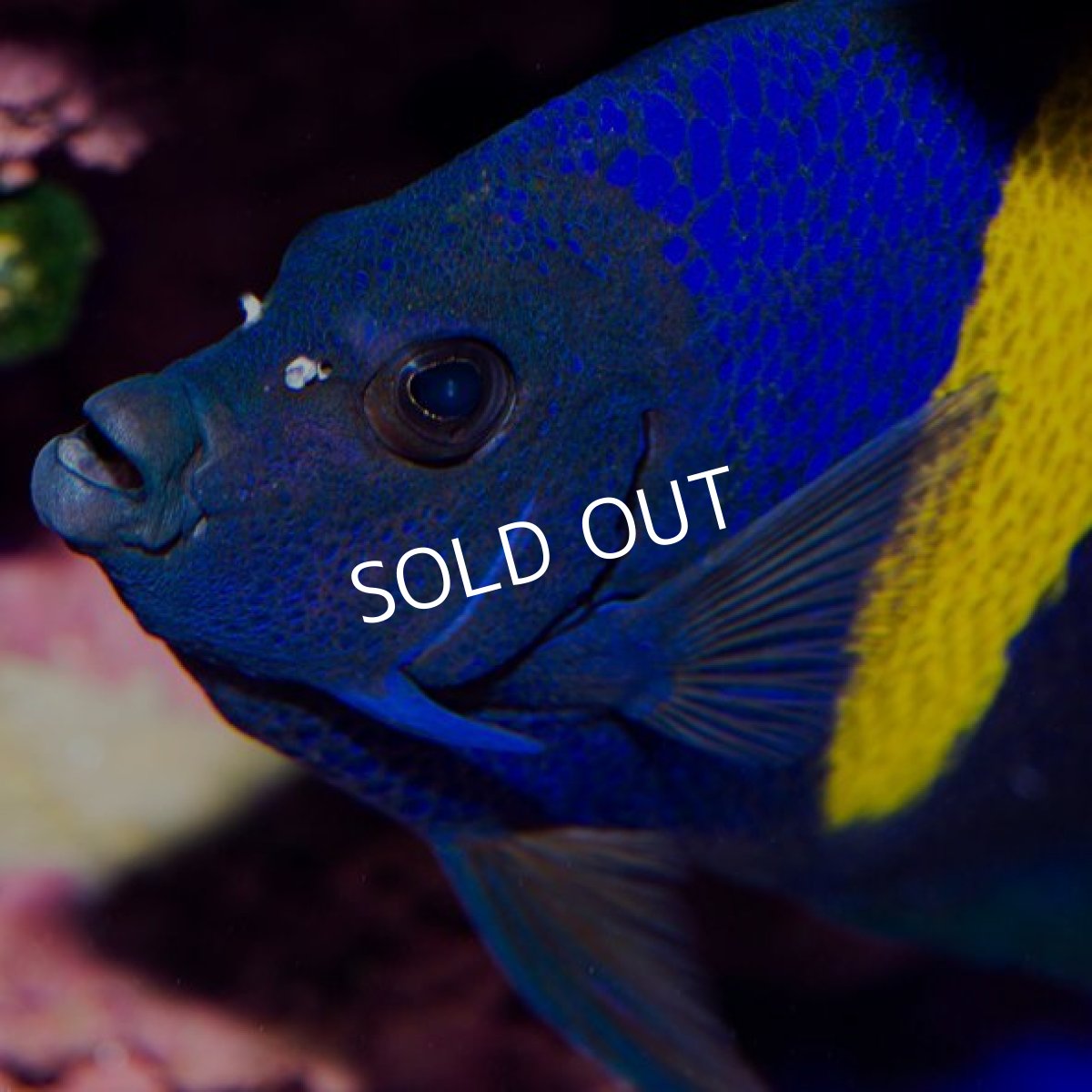 画像3: アズファーエンゼル　L (3)