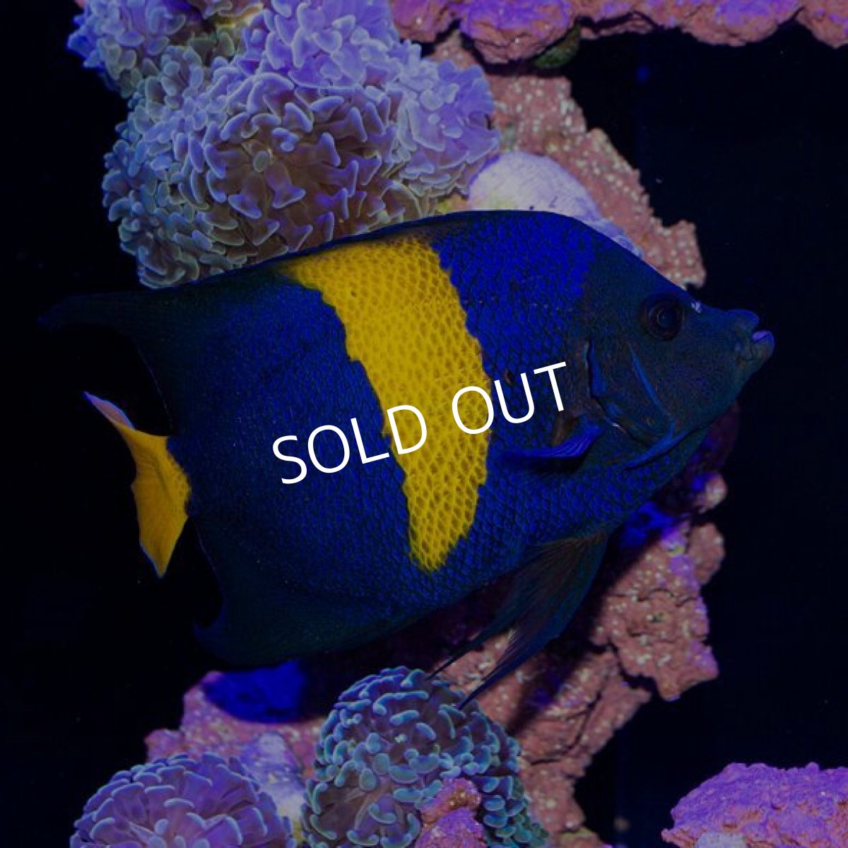 画像2: アズファーエンゼル　L (2)