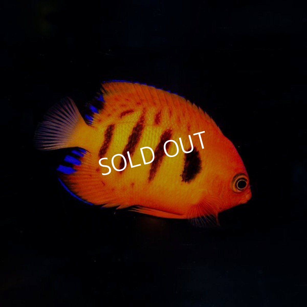 画像2: フレームエンゼル 　マーシャル　 No.2 (2)