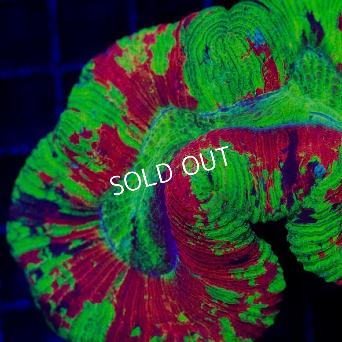 画像2: FCA オオバナサンゴ No.2 (2)