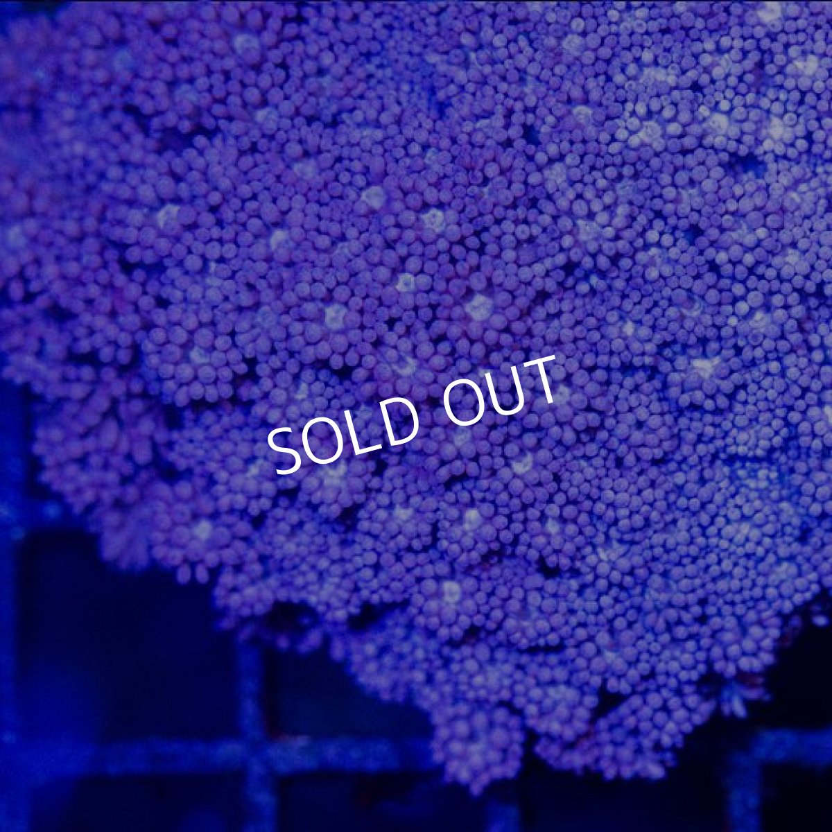 画像2: FCA ハナガササンゴ (2)