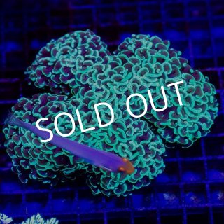 値下げ！オーストラリア産　オオバナサンゴ Yahoo!オークション -「オーストラリア」(海水魚) (熱帯魚)の