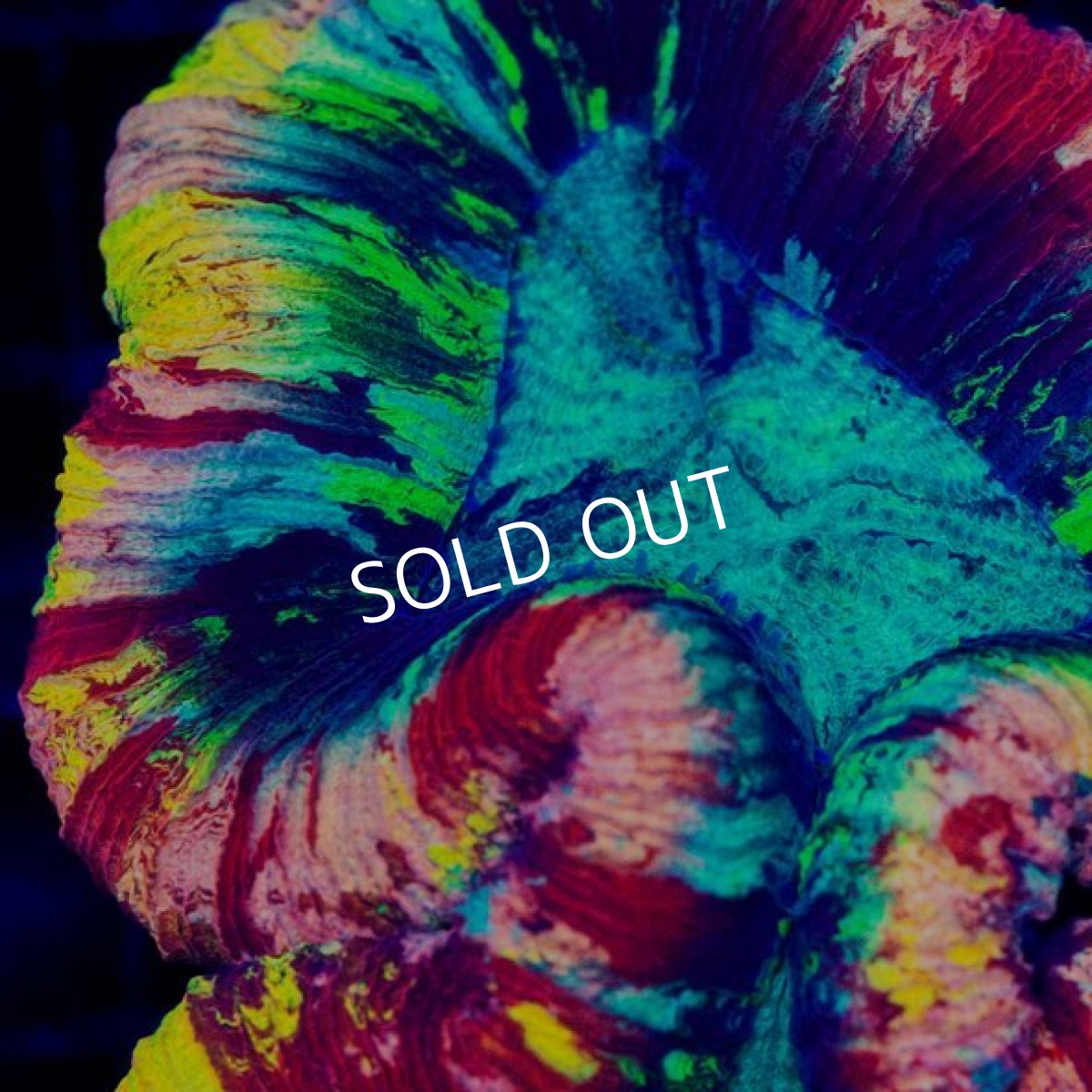 画像2: FCA オオバナサンゴ No.1 (2)