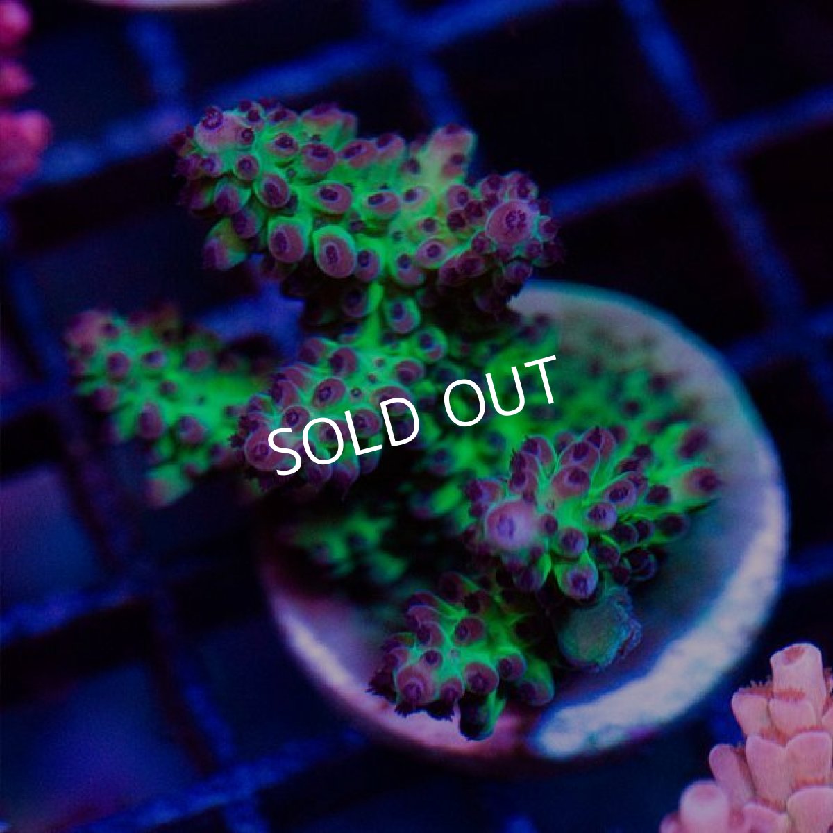 画像2: FCA Acropora Frag No.3 (2)