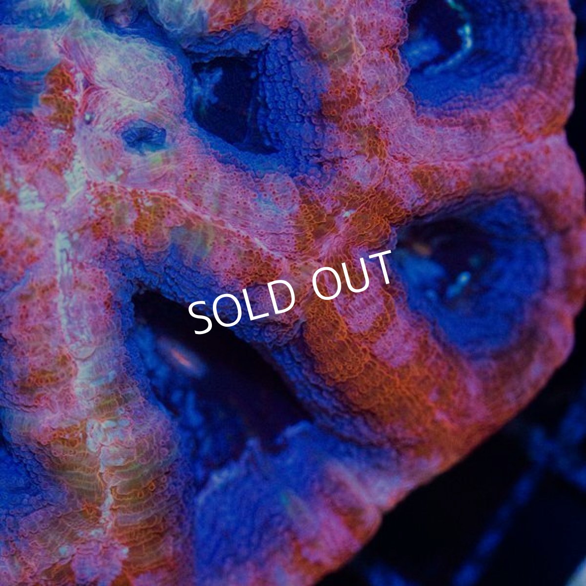 画像2: FCA H.bowerbanki (2)