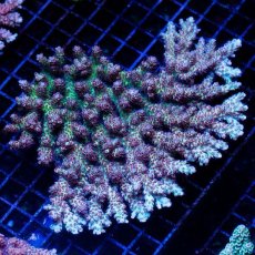 画像1: FCA Acropora L-size No.2 (1)