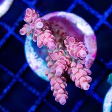 画像1: FCA Acropora Frag No.4 (1)