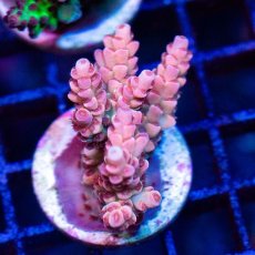 画像2: FCA Acropora Frag No.4 (2)