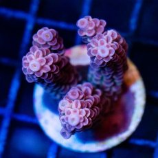 画像1: FCA Acropora Frag No.2 (1)