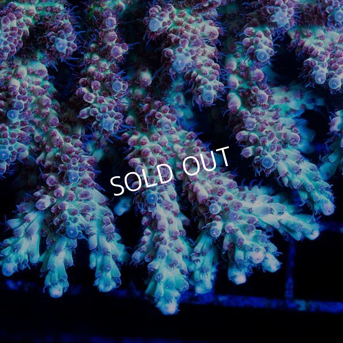 画像2: FCA Acropora L-size No.2 (2)