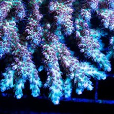 画像2: FCA Acropora L-size No.2 (2)