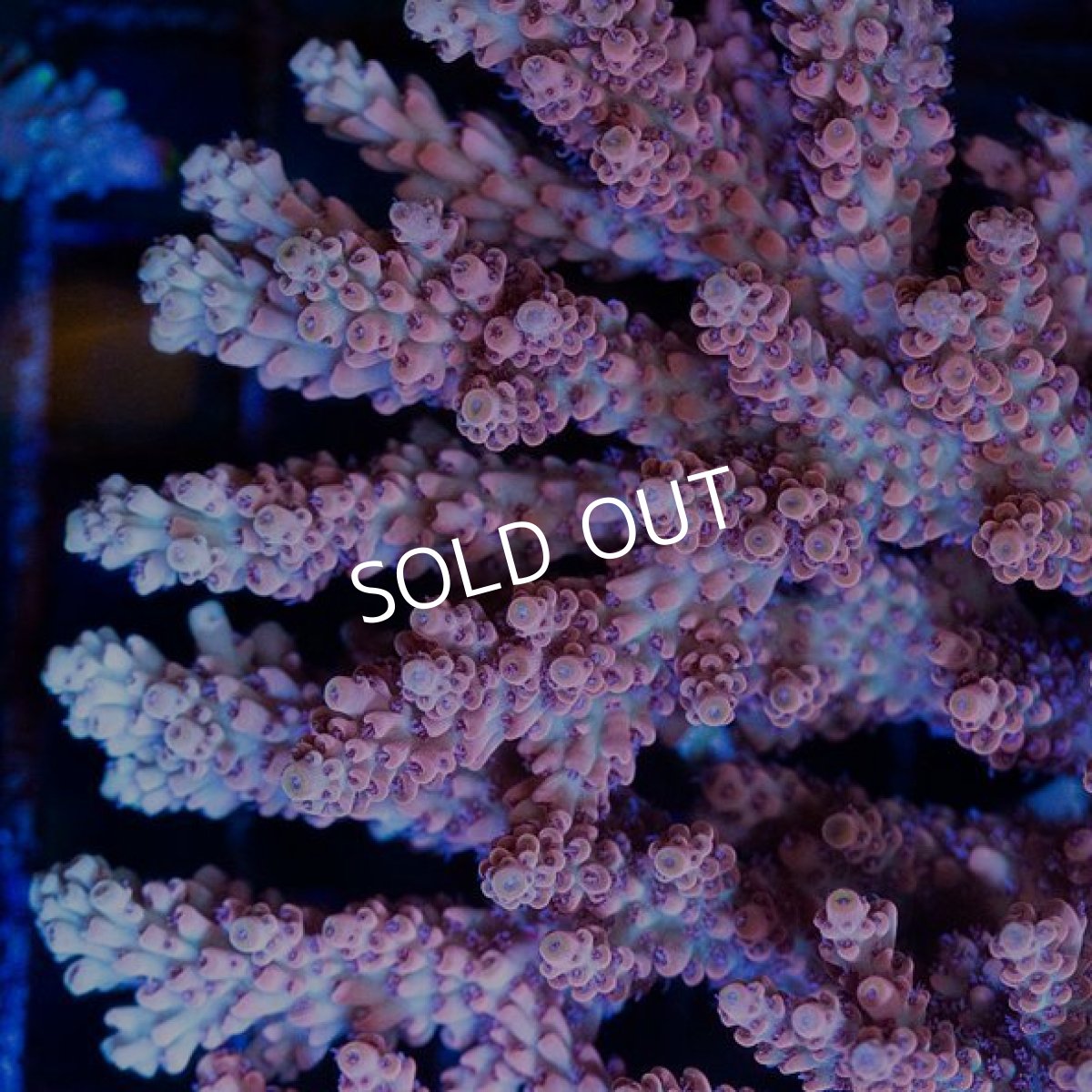 画像2: FCA Acropora L-size No.3 (2)