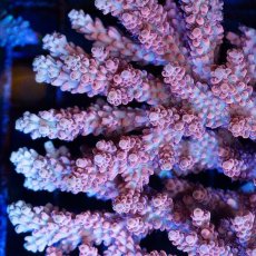 画像2: FCA Acropora L-size No.3 (2)