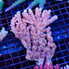 画像1: FCA Acropora L-size No.3 (1)