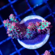 画像2: FCA Acropora Frag No.5 (2)