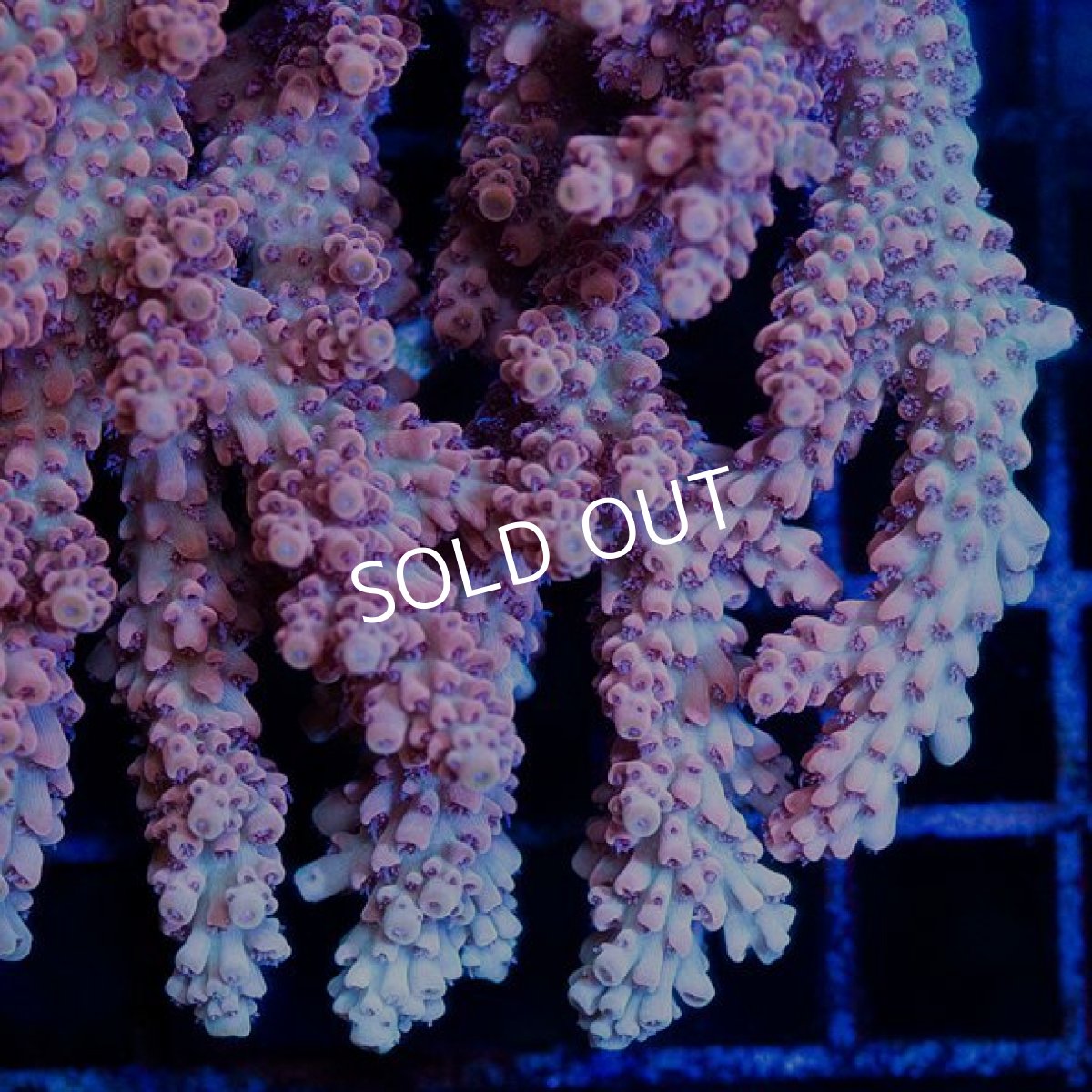 画像3: FCA Acropora L-size No.3 (3)