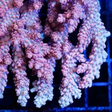 画像3: FCA Acropora L-size No.3 (3)