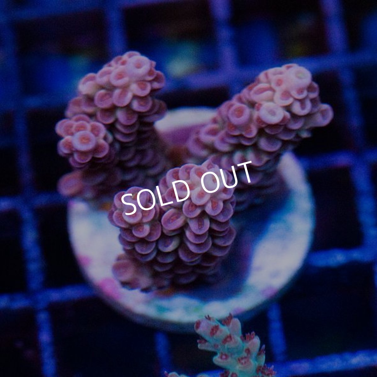 画像2: FCA Acropora Frag No.2 (2)