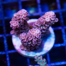 画像2: FCA Acropora Frag No.2 (2)