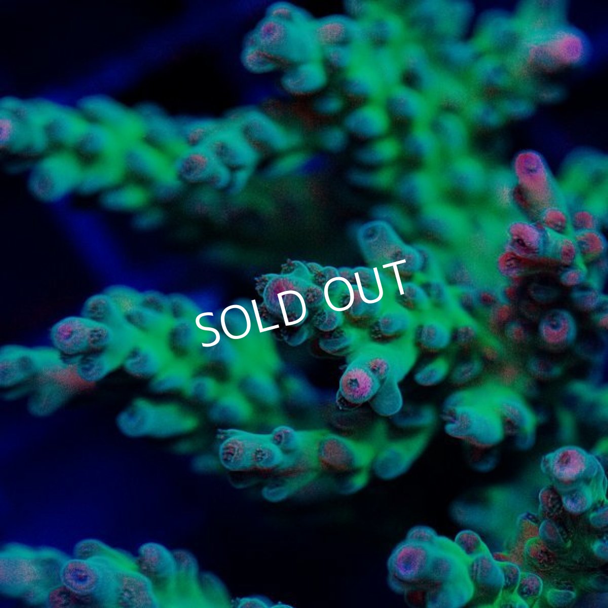 画像2: FCA Acropora S-size No.1 (2)