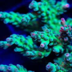 画像2: FCA Acropora S-size No.1 (2)