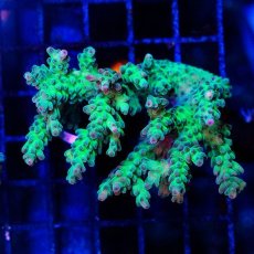 画像1: FCA Acropora S-size No.1 (1)