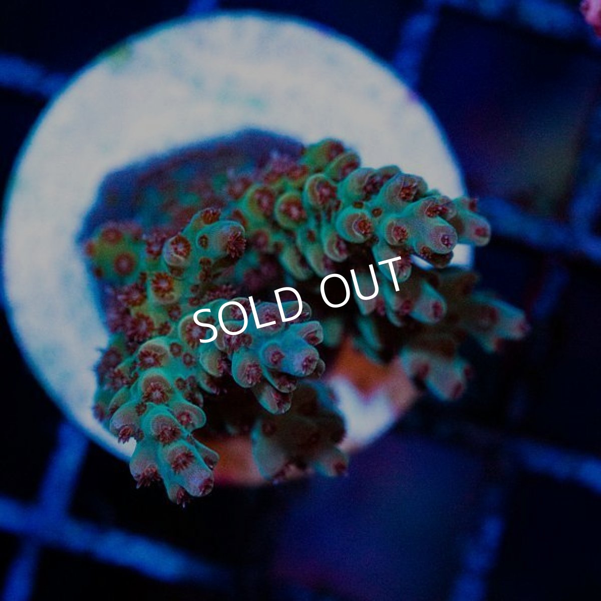 画像2: FCA Acropora Frag No.1 (2)