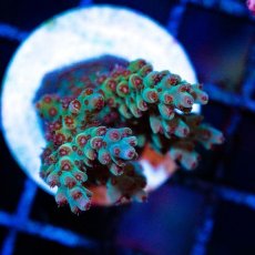 画像2: FCA Acropora Frag No.1 (2)