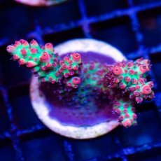 画像1: FCA Acropora Frag No.5 (1)