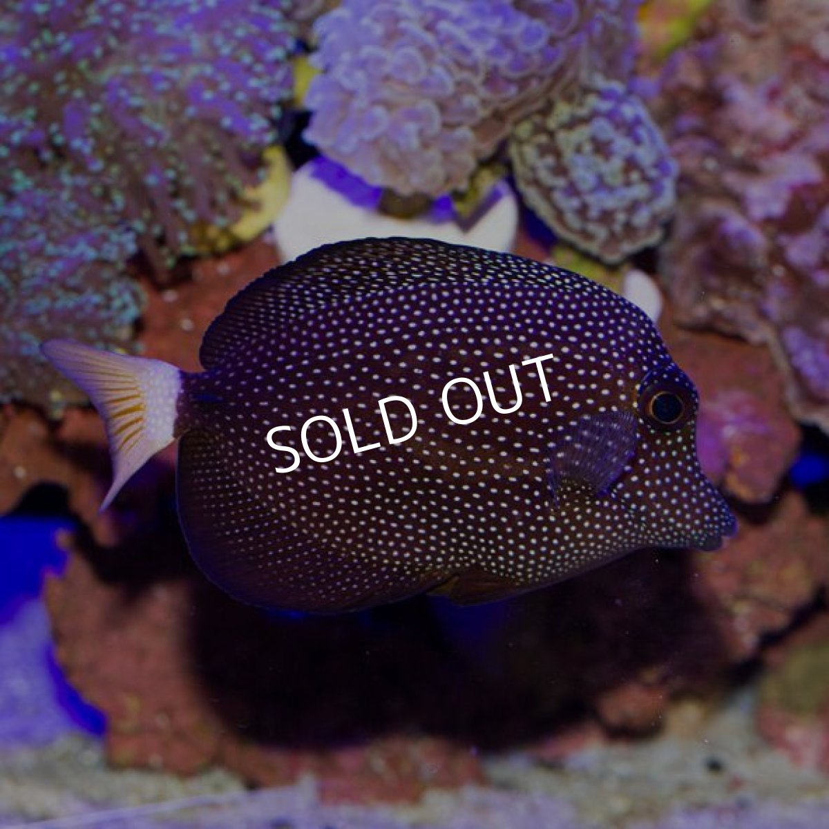 画像3: ジェムタン (3)