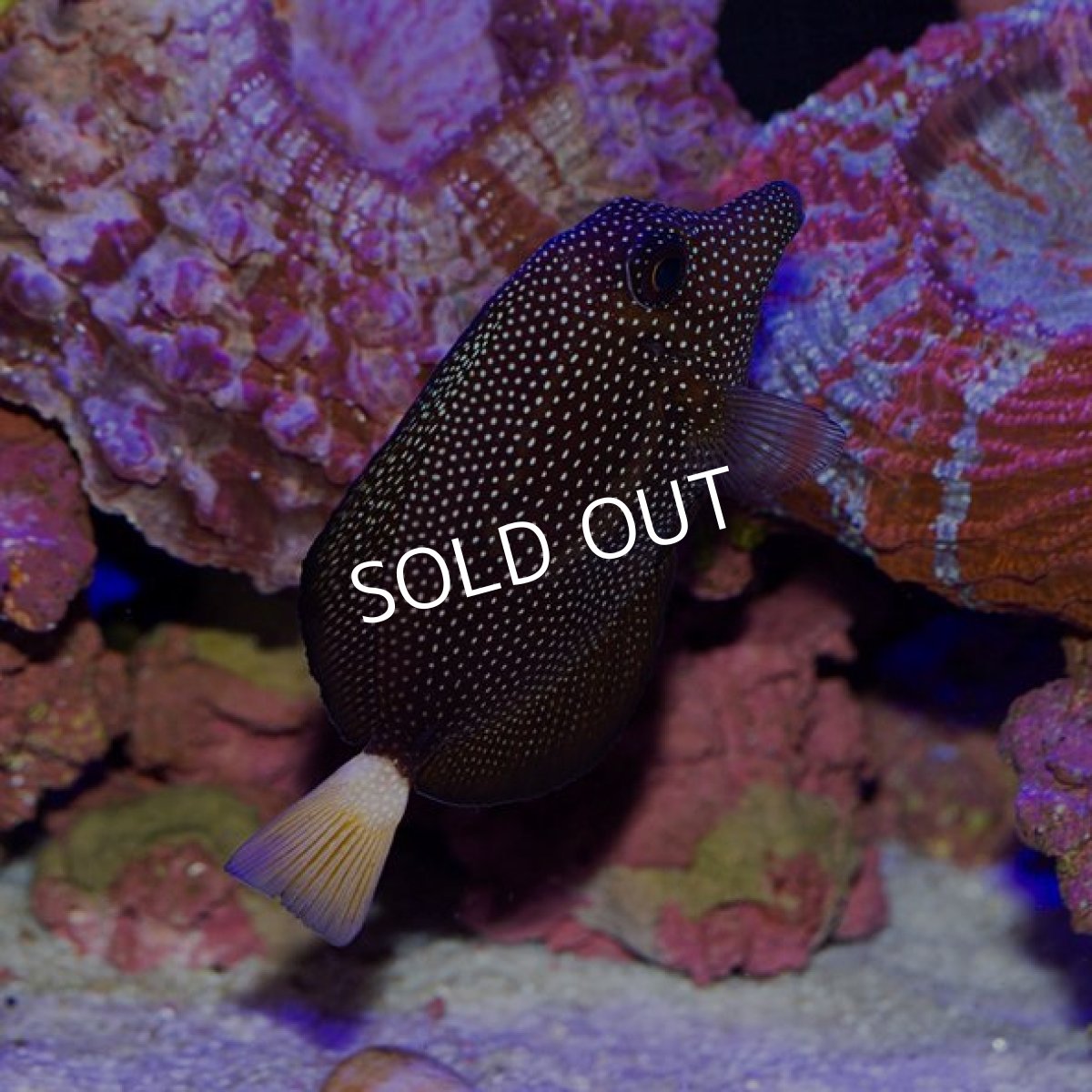 画像2: ジェムタン (2)