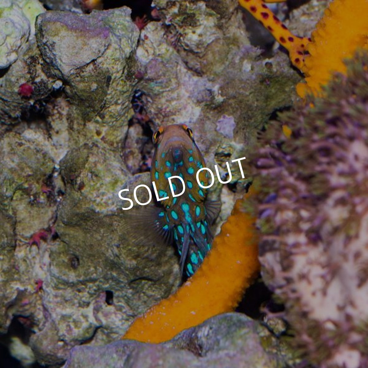 画像2: ブルースポッテッドジョーフィッシュ (2)