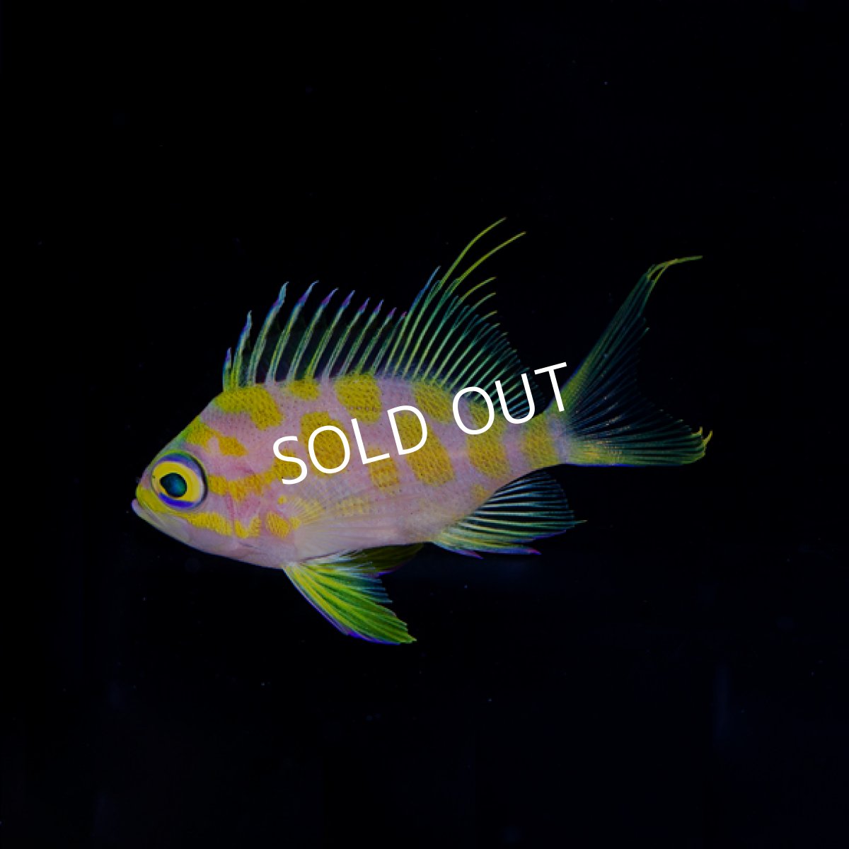 画像2: マダラハナダイ (2)