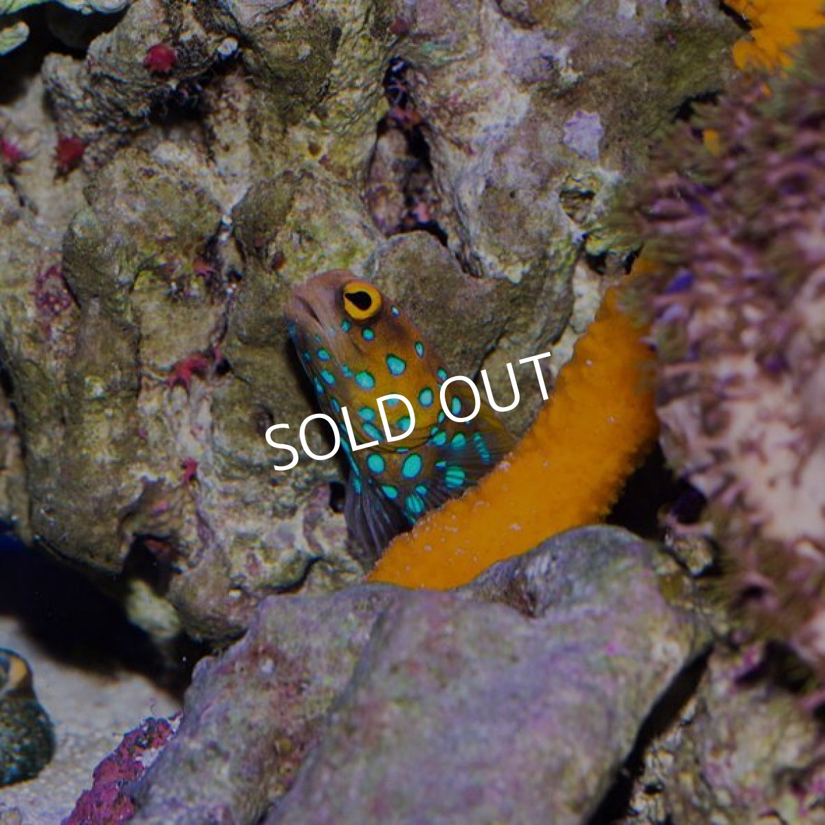 画像3: ブルースポッテッドジョーフィッシュ (3)