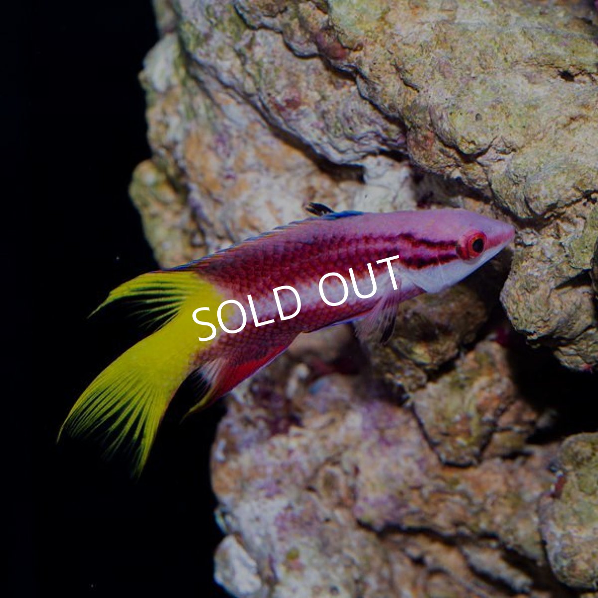 画像2: キューバンホグフィッシュ (2)