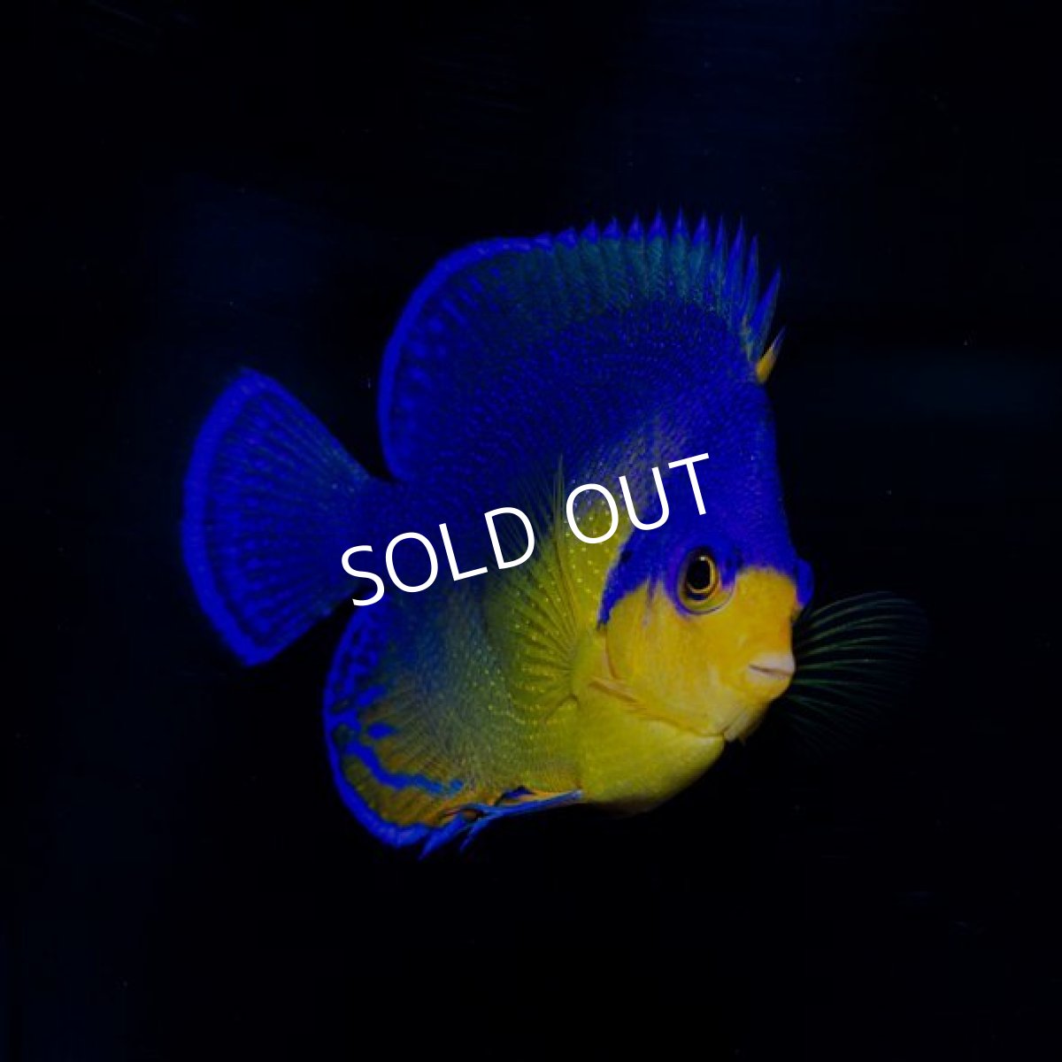 画像2: スミレヤッコ　　　八重山産 (2)