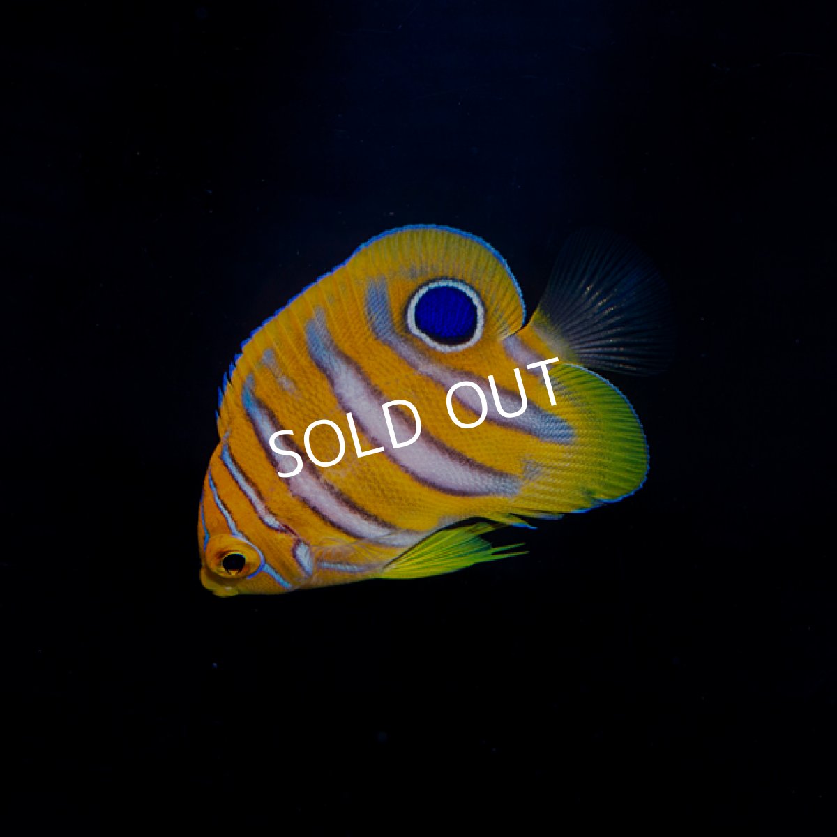 画像2: ニシキヤッコ S  八重山産 (2)