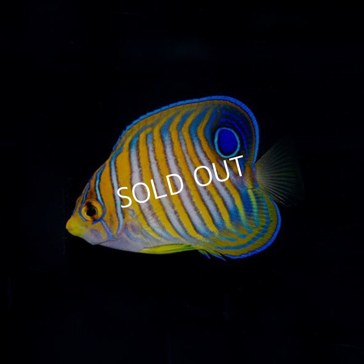 画像2: ニシキヤッコ　MS　　八重山産 (2)