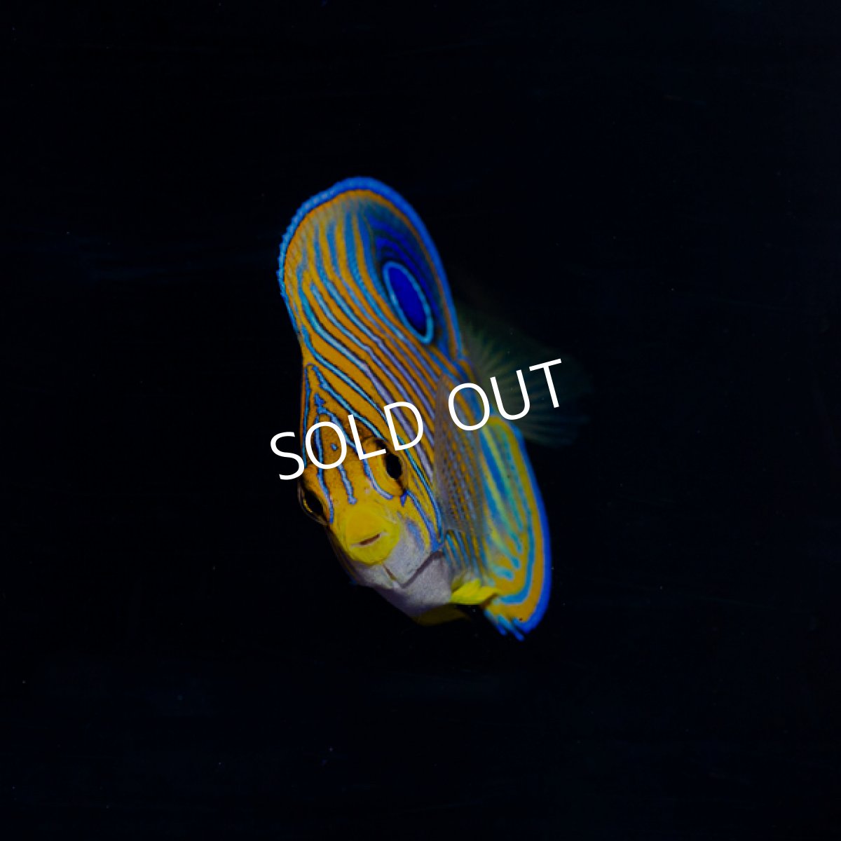 画像3: ニシキヤッコ　MS　　八重山産 (3)