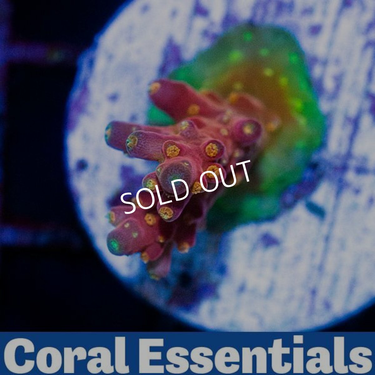 画像2: CE Island Red Devil No.1 (2)