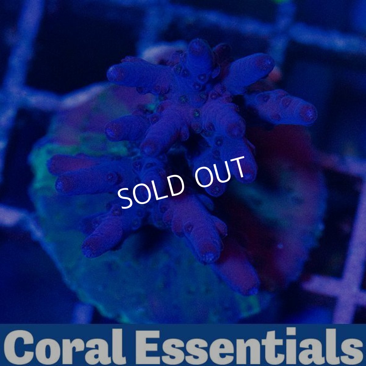 画像2: CE Loripes Purple (2)