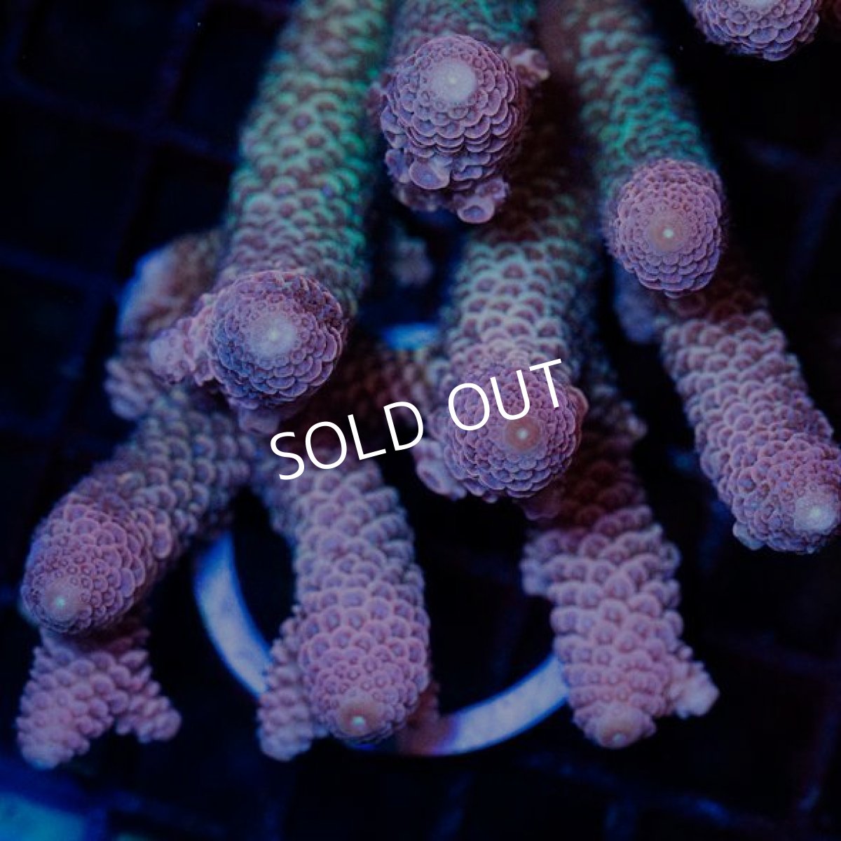 画像2: CDU Acropora Ultra No.228 (2)