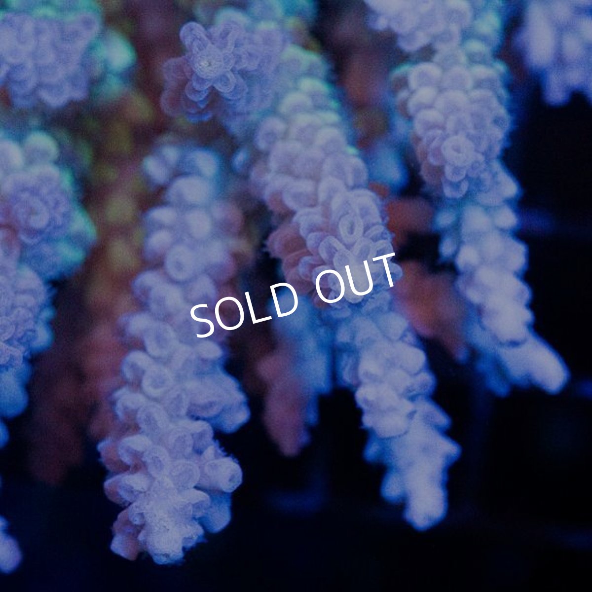 画像3: CDU Acropora Ultra No.225 (3)