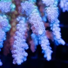 画像3: CDU Acropora Ultra No.225 (3)