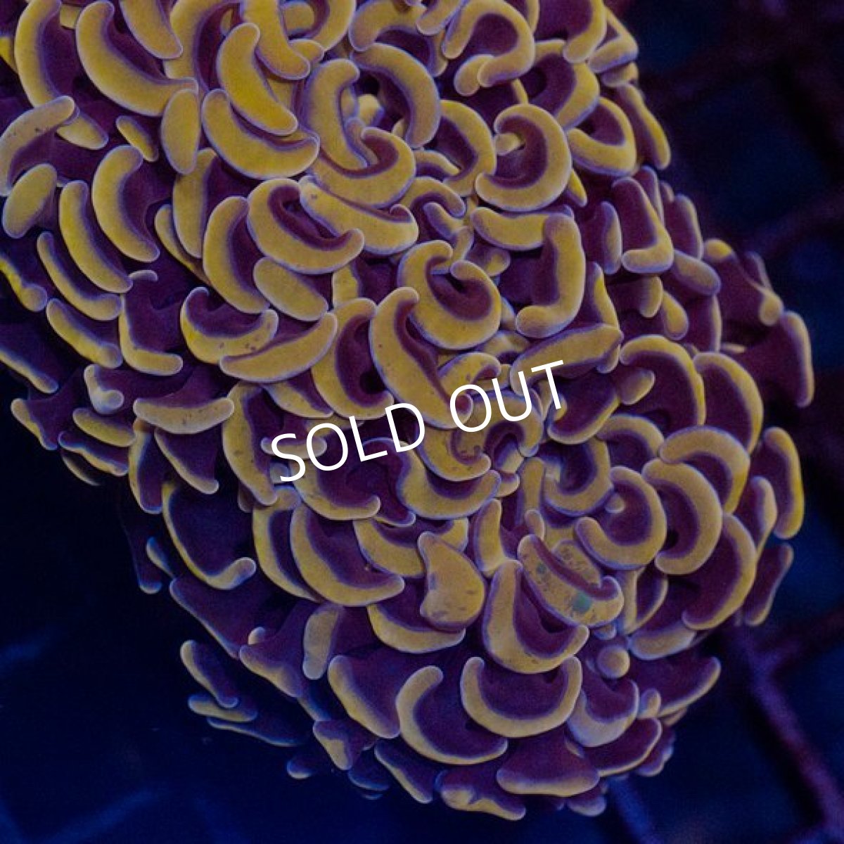 画像2: CDU ナガレハナサンゴ Orange (2)