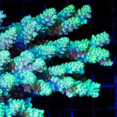 画像2: CDU Acropora Ultra No.226 (2)