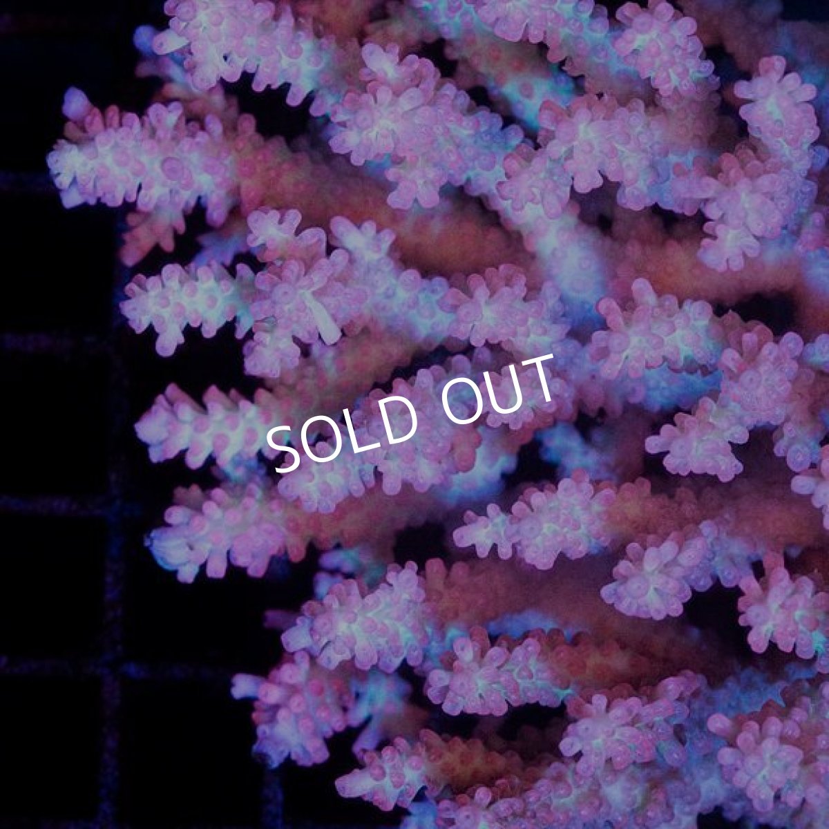 画像3: CDU Acropora Ultra No.224 (3)