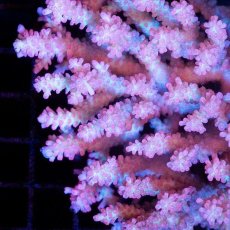 画像3: CDU Acropora Ultra No.224 (3)